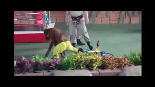 Life Could Be a Dream Monkey