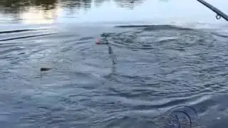 Как поймать большую рыбу