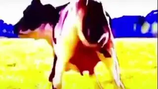 коровы танцуют под классную музыку