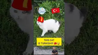 THIS CAT IS TURKISH!