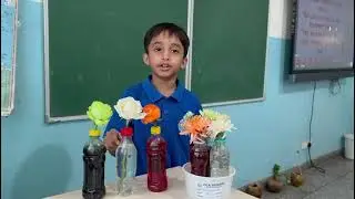 How plants work?