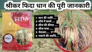 श्रीकर फिदा धान नर्सरी की पूरी जानकारी | Srikar Fida Paddy Seeds | Dhan ki nursery | dhaan Narsari ?