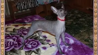 Xoloitzcuintle - Мексиканская Голая Собака