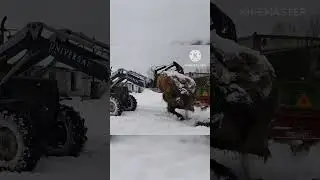 Когда быки ждут