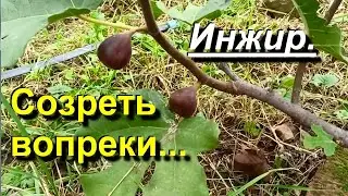 Инжир. Продолжает созревать несмотря на дождь. 2022 09 19