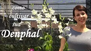 Como cultivar sua orquídea Denphal