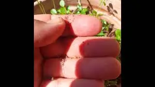 siembra de frutales en barro . maceta de ceramica.
