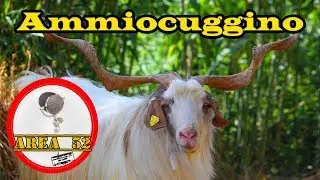 TONUZZU DJ - Chiama Ammiocuggino! - PUBBLICITA' DIVERTENTI