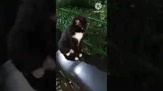 Барбариска . 🎼