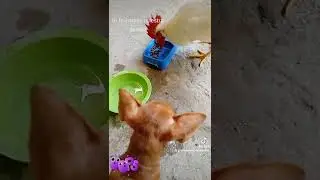 Pollito le gustan las croquetas.