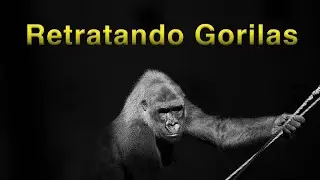 ¿Como fotografiar Gorilas en Cabarceno?