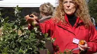 Les AGRUMES, en POT ou en PLEINE TERRE, CONSEILS de CULTURE