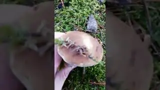Боровой гриб