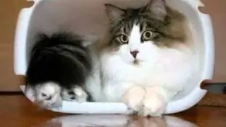 Goofy Cats in Tight Places