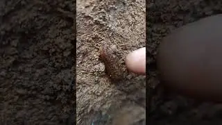 Фауна моего двора-2