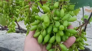For the novice winegrower. Disease prevention.