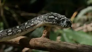 HOWLINGBREED - I Love Sssnakes