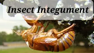 Insect Integument।। Nem Raj Sunda book