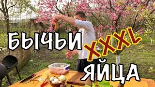 БЫЧЬИ ЯЙЦА XXXL С СЫРОМ НА МАНГАЛЕ!!! 