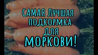 САМАЯ Лучшая подкормка для моркови!
