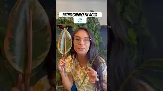 Propagando Ficcus Elástica #plantasdecasa #plantlover #jardin #jardineriayplantas #plants #plantas