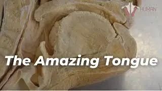What Kind of Muscle Does Your Tongue Have? | 