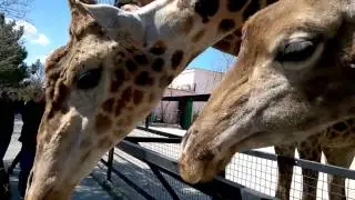 Дети кормят огромного жирафа. Children are fed a huge giraffe