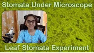 Viewing Stomata Under Microscope - Leaf Stomata Microscope Experiment - Observe Leaf Stomata
