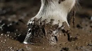 AI ASMR Muddy Horse 🐴