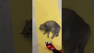 О, Спорт! Ты жизнь! 💪😻
