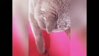 Когда ооочень хочешь черешню