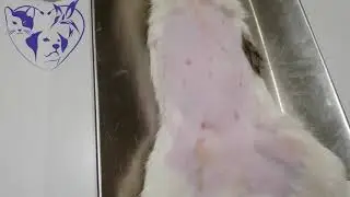 flea allergy in a cat and ringwarm