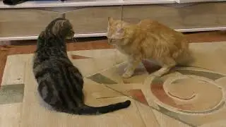 КОТЫ ДЕРУТСЯ!!! Мартик нападает))