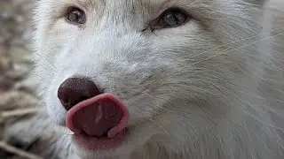 Floofala fox has the zoomies
