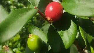Новости на маленьком балкончике🌿