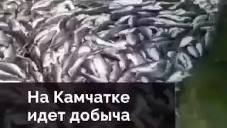 Дальний восток .