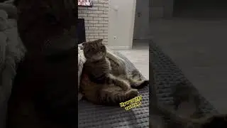 Котик на расслабоне на чиле