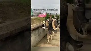А у вас такие же соседи?🤣🤣🤣