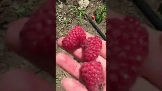 Летняя малина пшехиба.