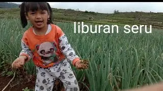 hari minggu ikut ayah ke ladang# menanam bawang merah!!!