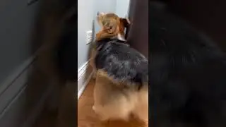 My corgi likes to back his behind up