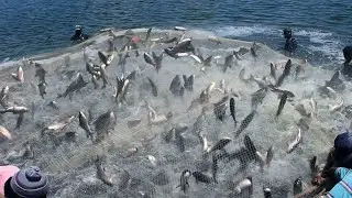 Amazing skills... Fishing With Nets - You won't believe how many fish