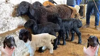 FARMERS' MARKET PRICE OF SHIRTE COW, TRADING TIME AND GOAT, GISARSKY, ELITE LAMB, SAGIRA 2022