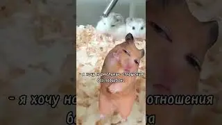#дунхуа