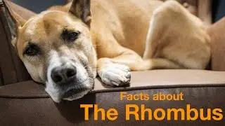 Facts about the Rhombus