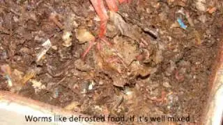 Worm Cycle