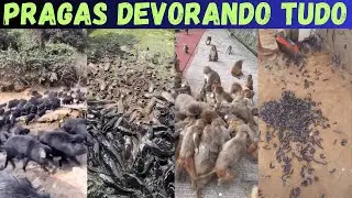 PESTS of the ROÇA. The devourer has arrived and is eating everything!
