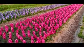 Dutch tulips filmed by Drone