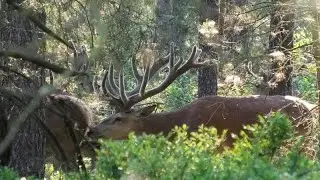 Grote roedel geweidragers komt zeer nabij (Veluwe)/Red stags are crossing very near.