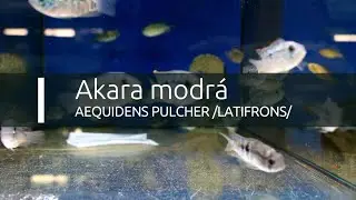 Akara modrá - Aequidens pulcher /latifrons/ (www.shrimp.sk)